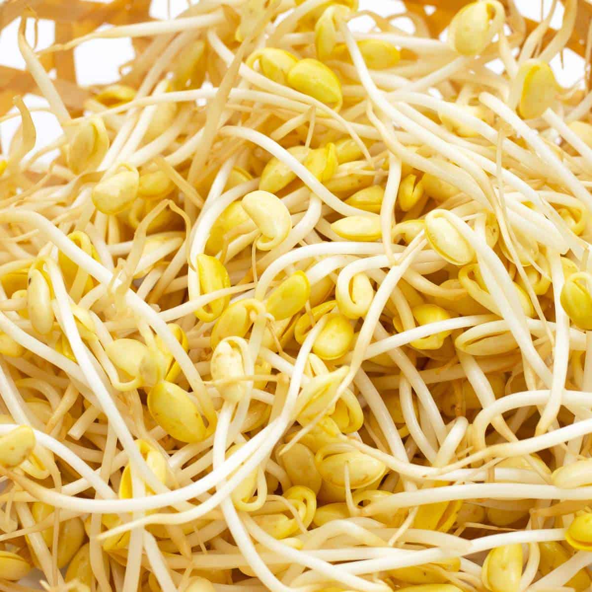 Soybean Sprouts.jpg