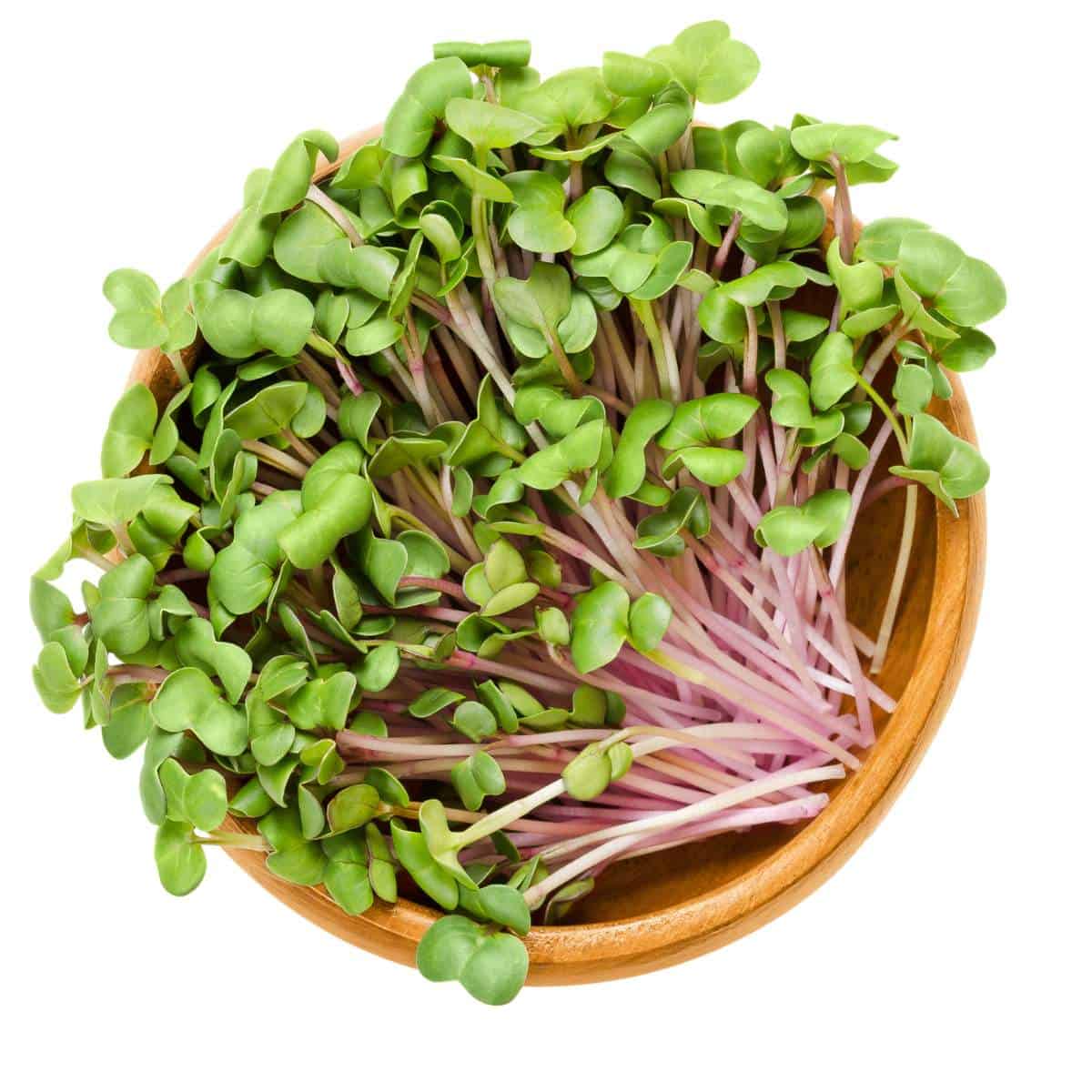 Radish Sprout.jpg
