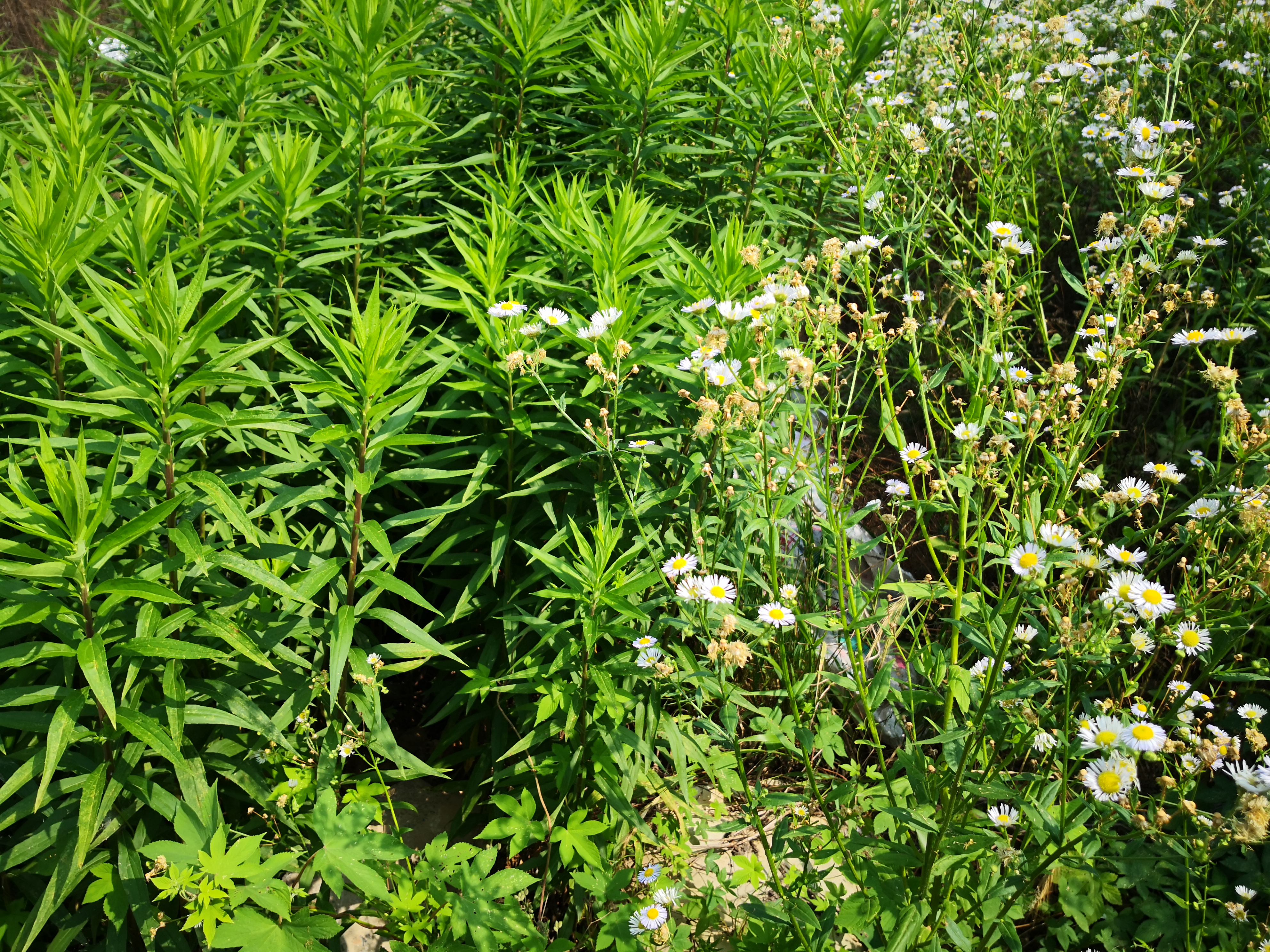 两种菊科入侵植物加拿大一枝黄花和一年蓬之共同入侵 (1).jpg