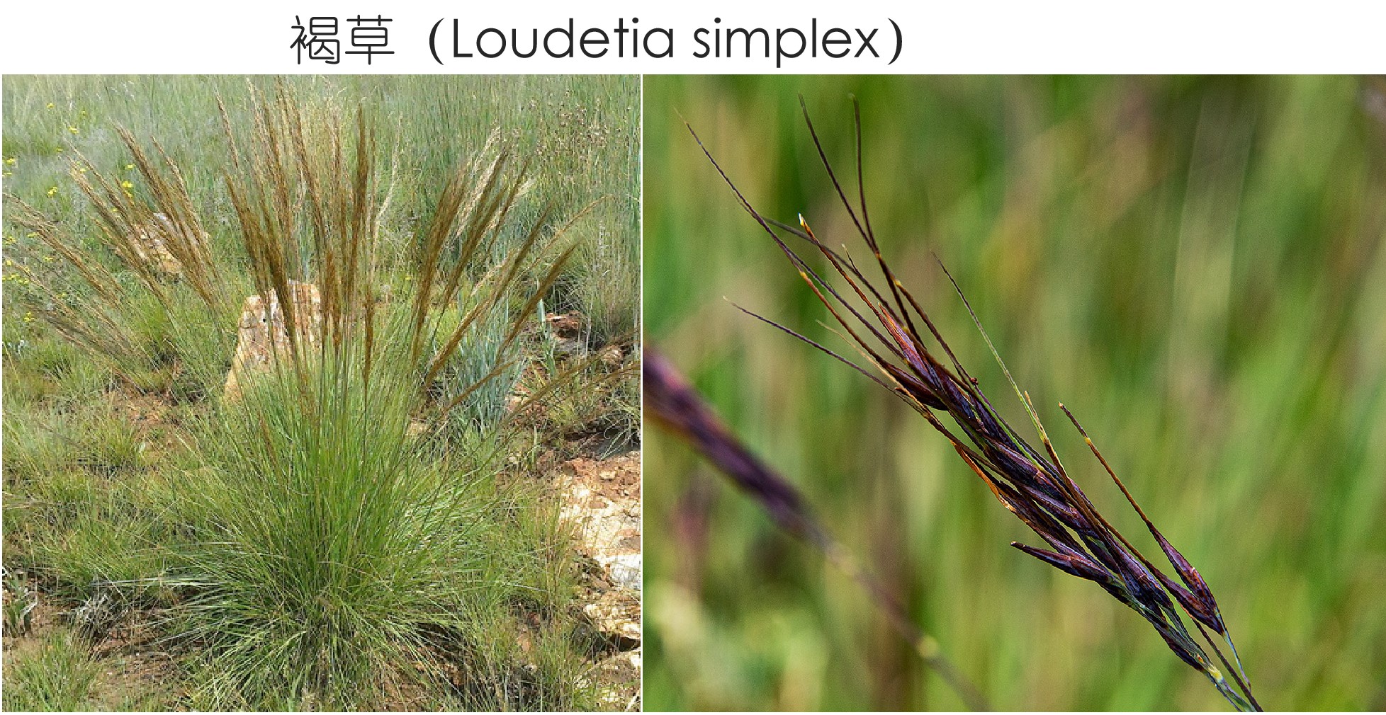 图3 褐草Loudetia simplex.jpg