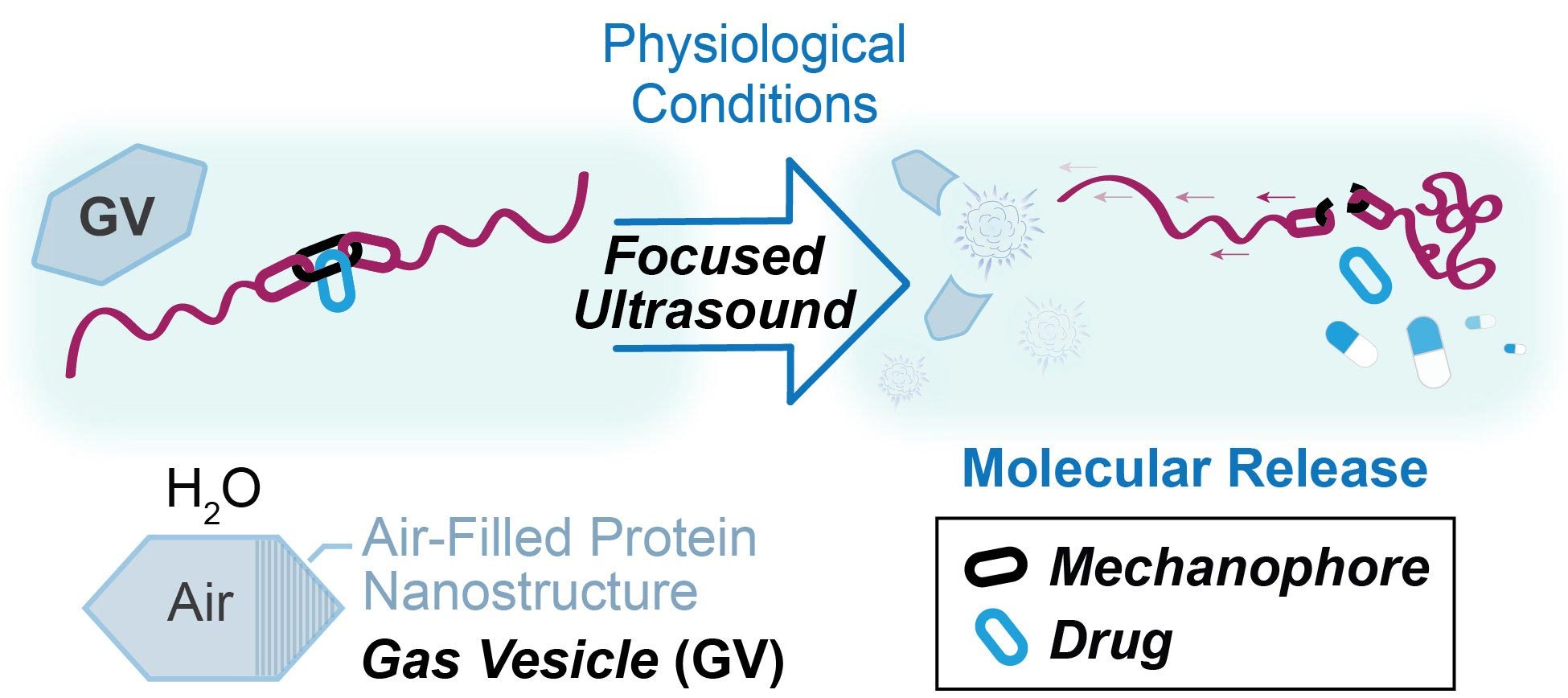 Ultrasound-Ruptures-Gas-Vesicles.jpg