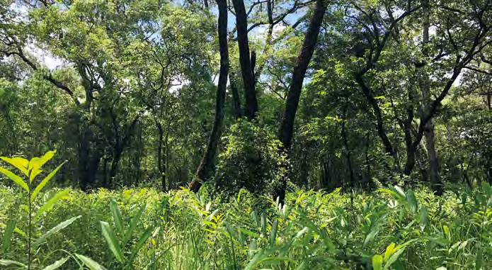 图6 赞比亚姆韦凯拉热带稀树草原-森林边缘地带.PNG