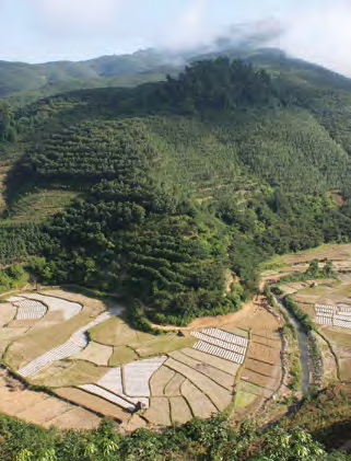 图9 中国西南部山丘的橡胶种植园.PNG