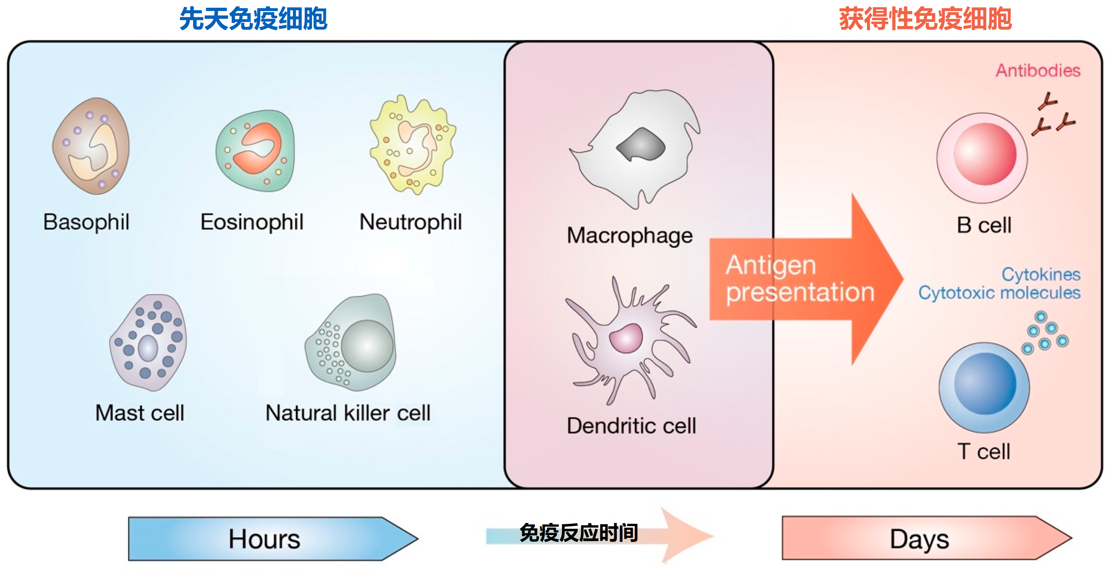 图4-免疫细胞0.png