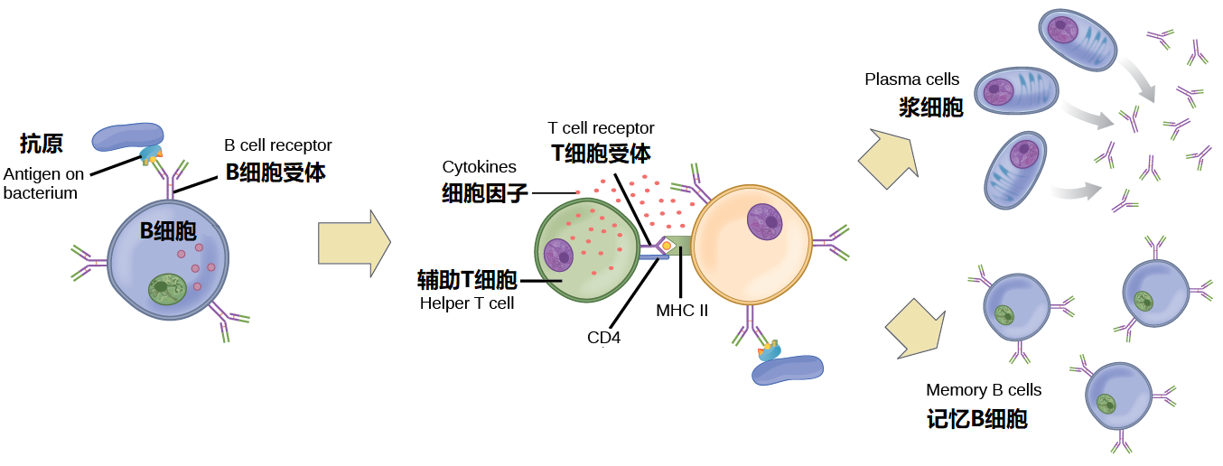 图2-B细胞.png