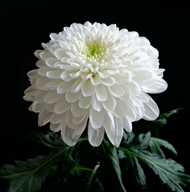 Chrysanthemums_Closeup_Black_background_White_553673_1285x1024_üС.jpg