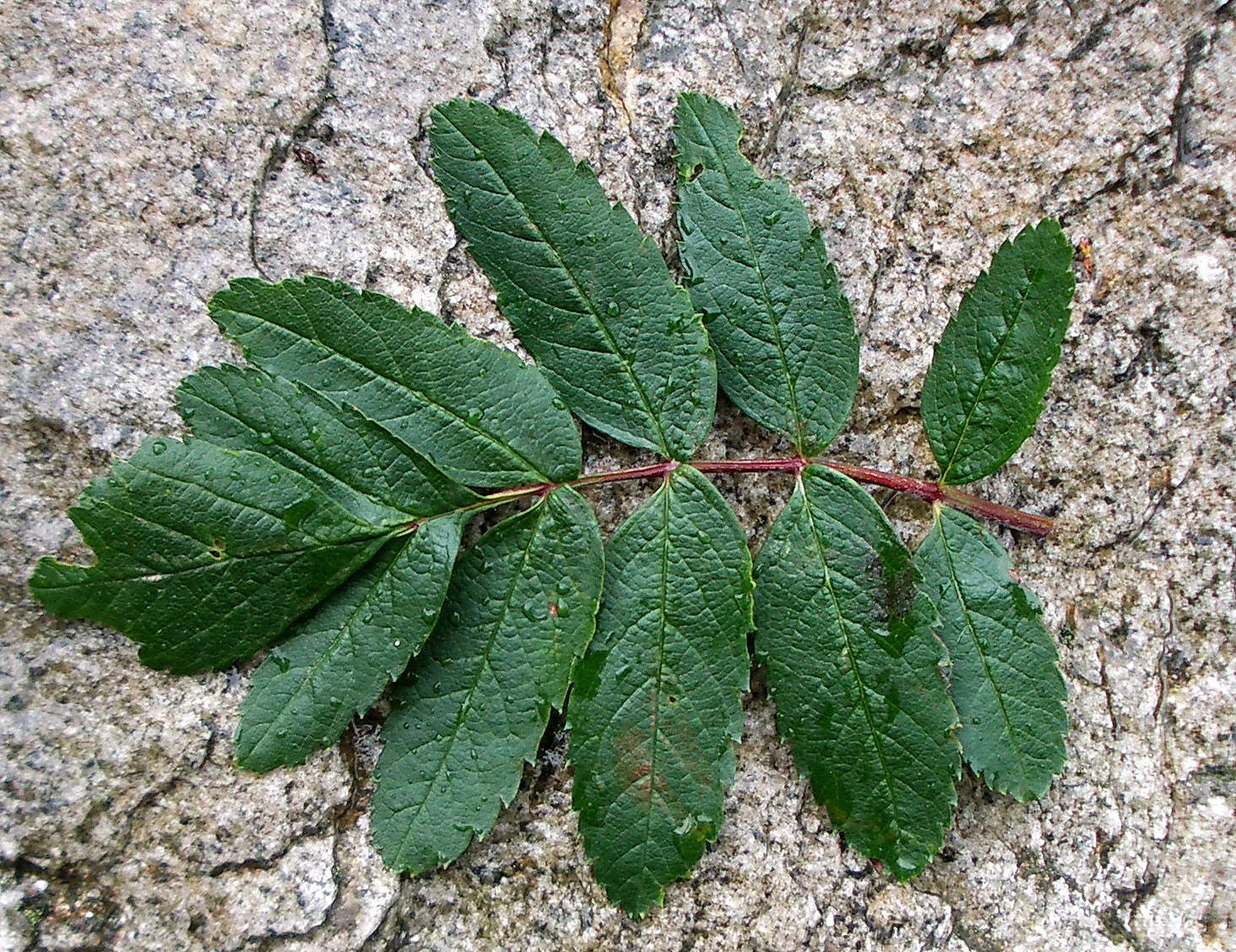 图1 卡塔科尔白面树（Sorbus pseudomeinichii） 的叶子显示出独特.jpg