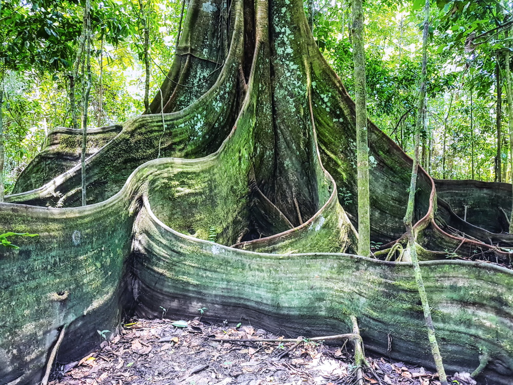 亚马逊雨林 板状根 Amazon rainforest understorey rainforest tree with but.jpg