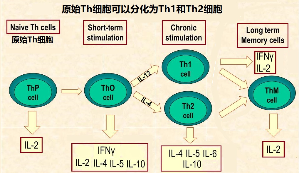 na-ve-th-cells-can-differentiate-into-th1-or-th2-cells-l.jpg