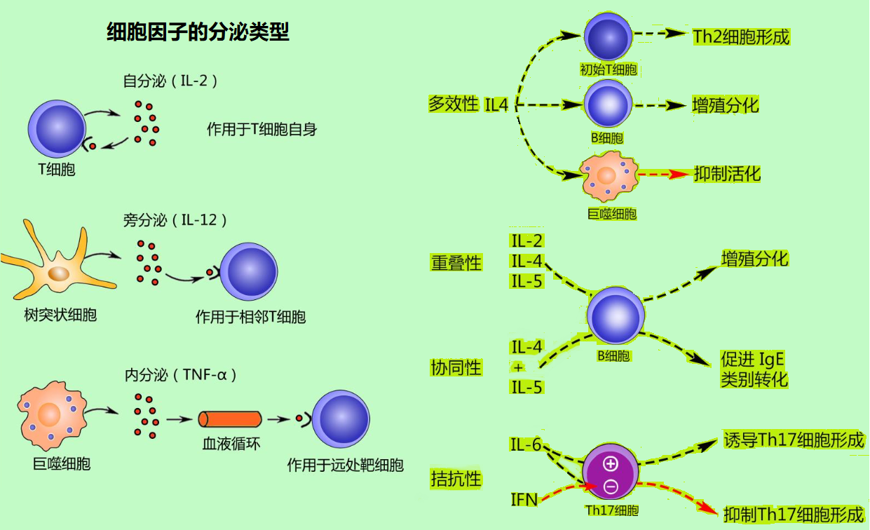 cytokines-7.png
