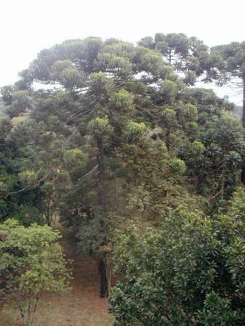 ͼ12 ľ԰еҶɼ Araucaria angustifolia Pinheiro-do-paran .png