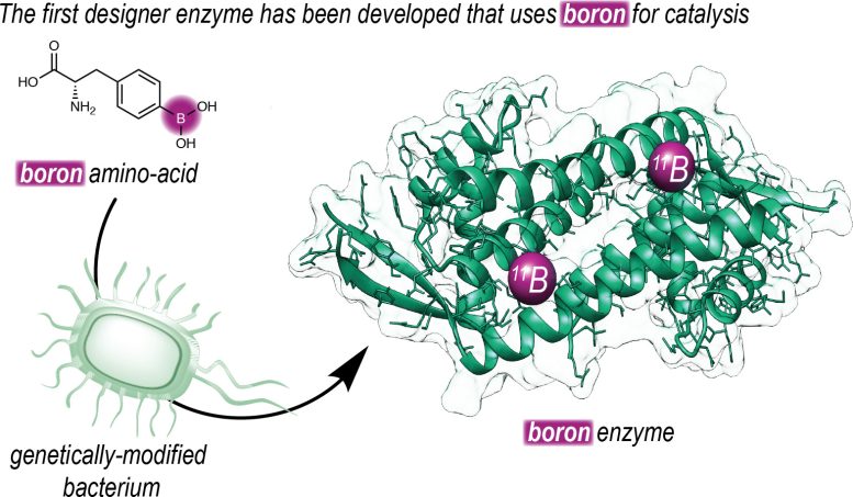 Insertion-of-Boron-Into-an-Enzyme-777x453.jpg
