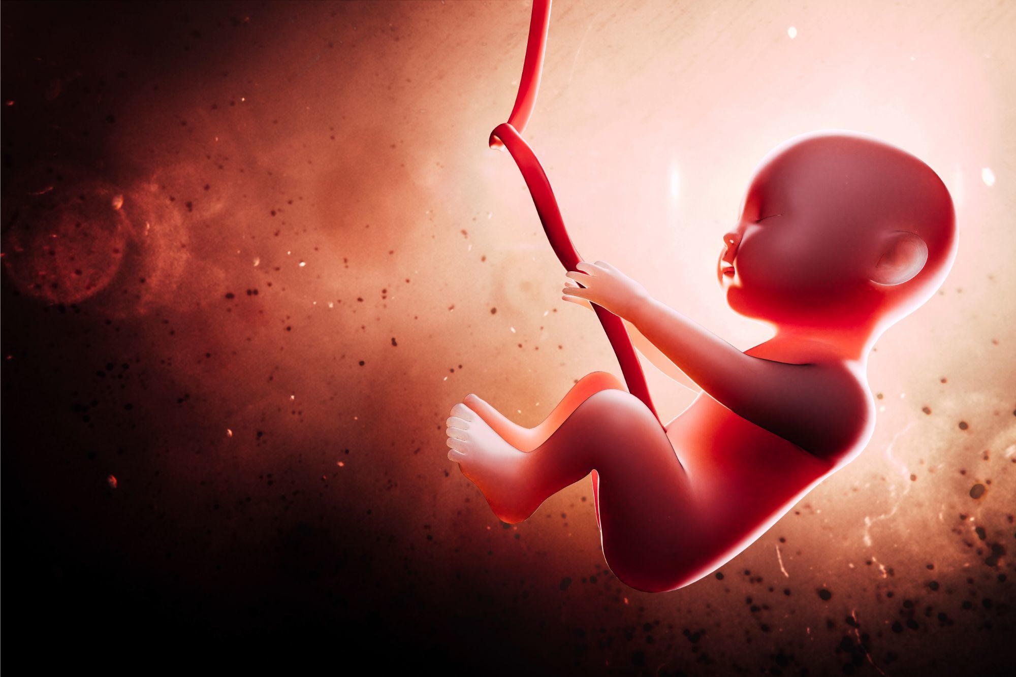Human-Fetus-in-Womb.jpg
