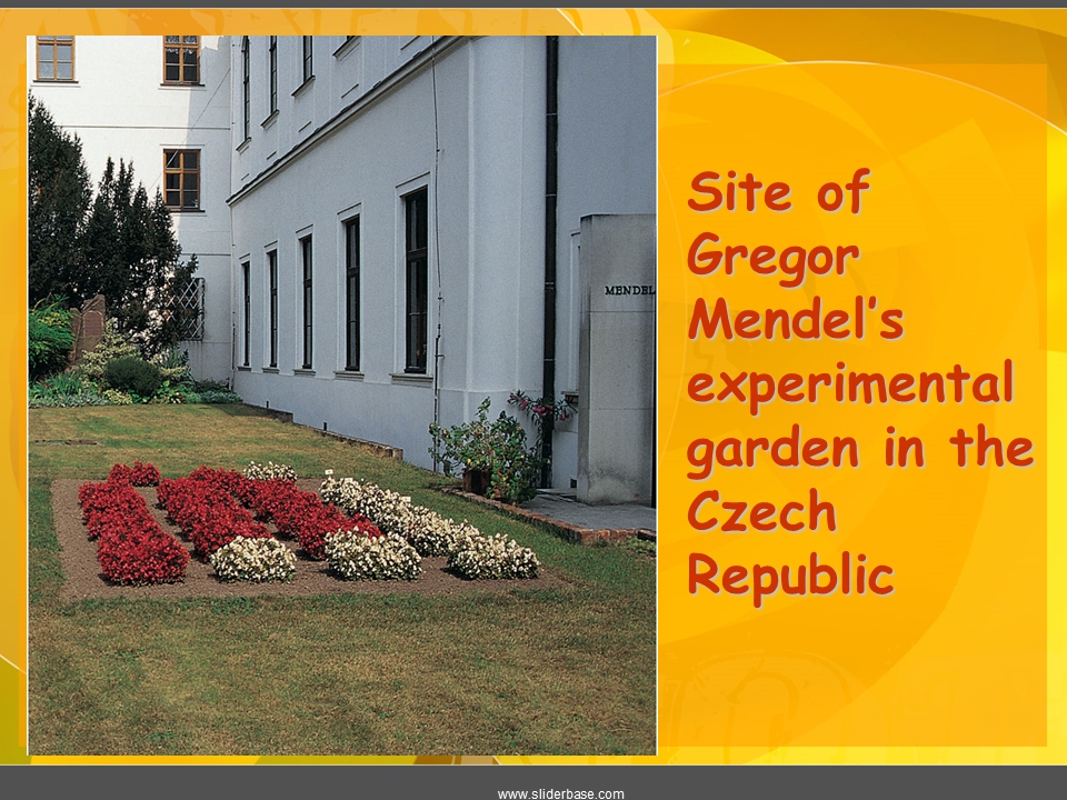 Gregor Mendel's garden  (5)_.jpg