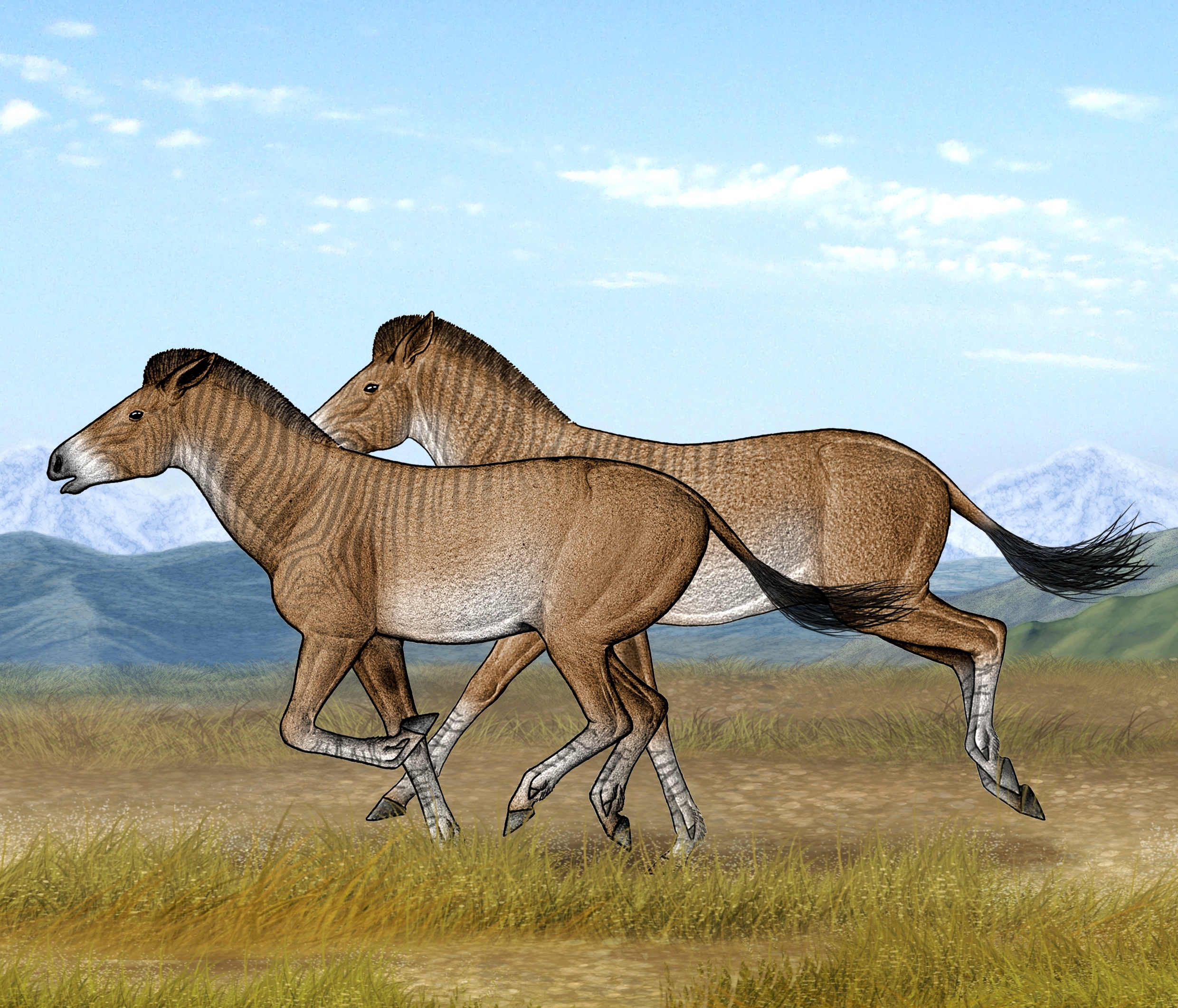 Two cursorial Zanda horses are running fast in their open steppe habitat of the .jpg