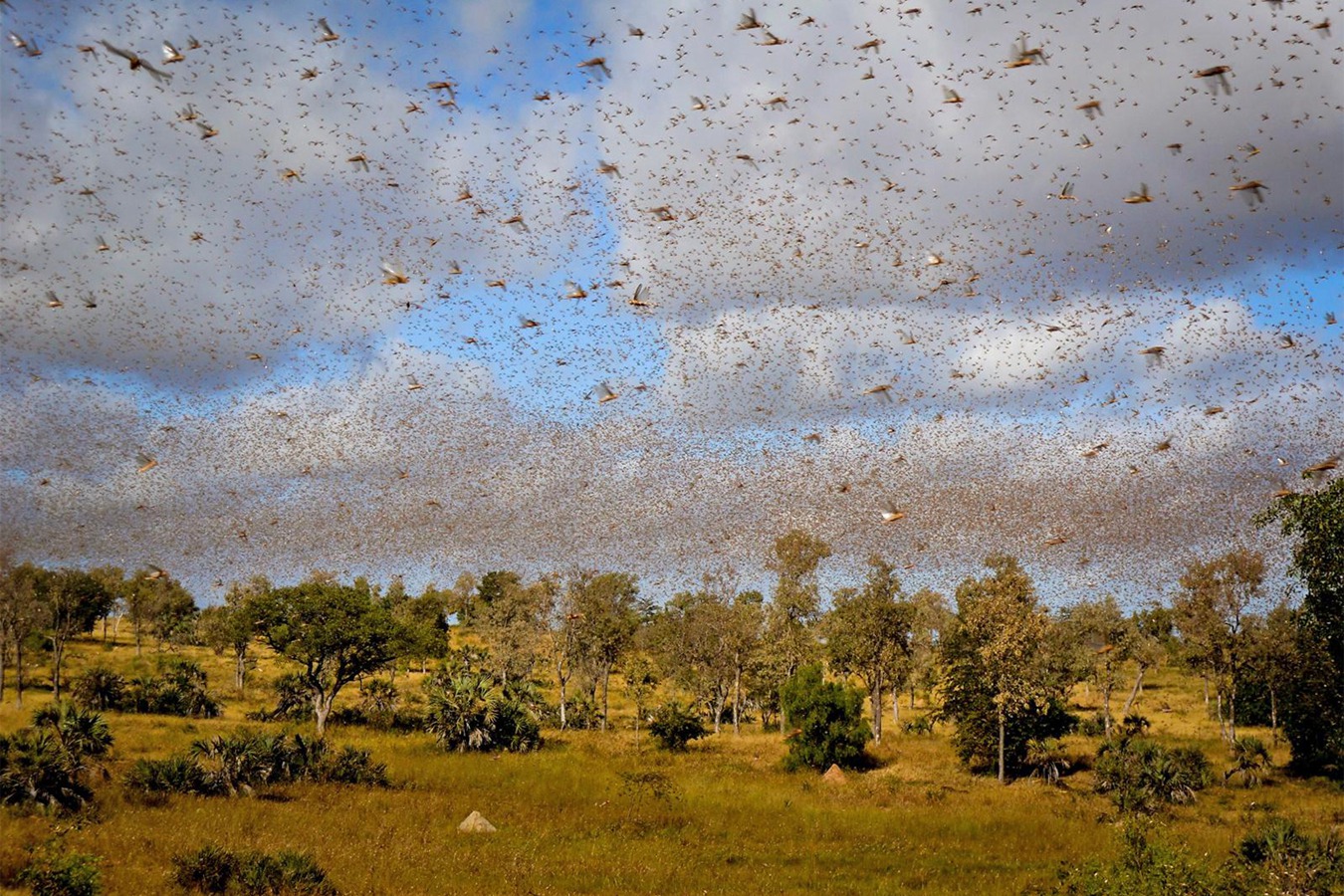 11-locusts-in-south-africa_.jpg