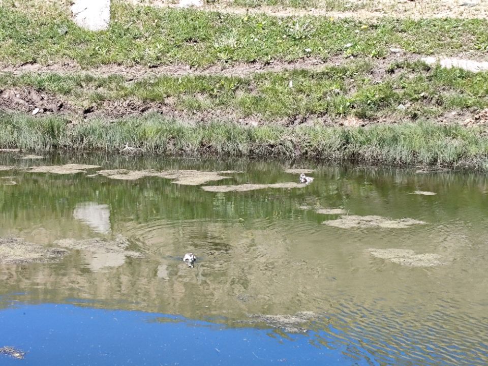 小水潭中的两只野鸭.jpg