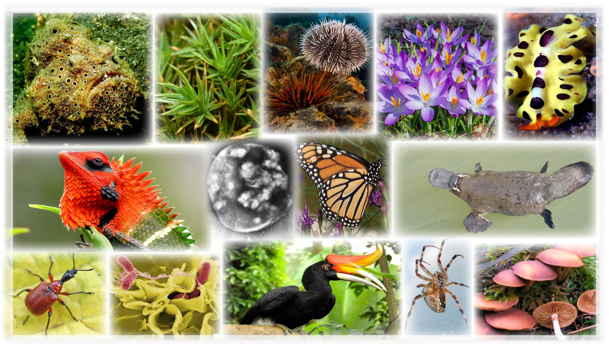 Biodiversity-Collage2-scaled-1.jpg