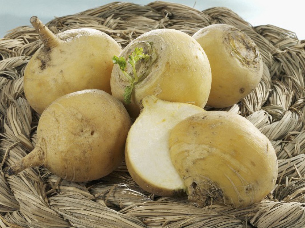 1500_800_YELLOWTURNIP.jpg