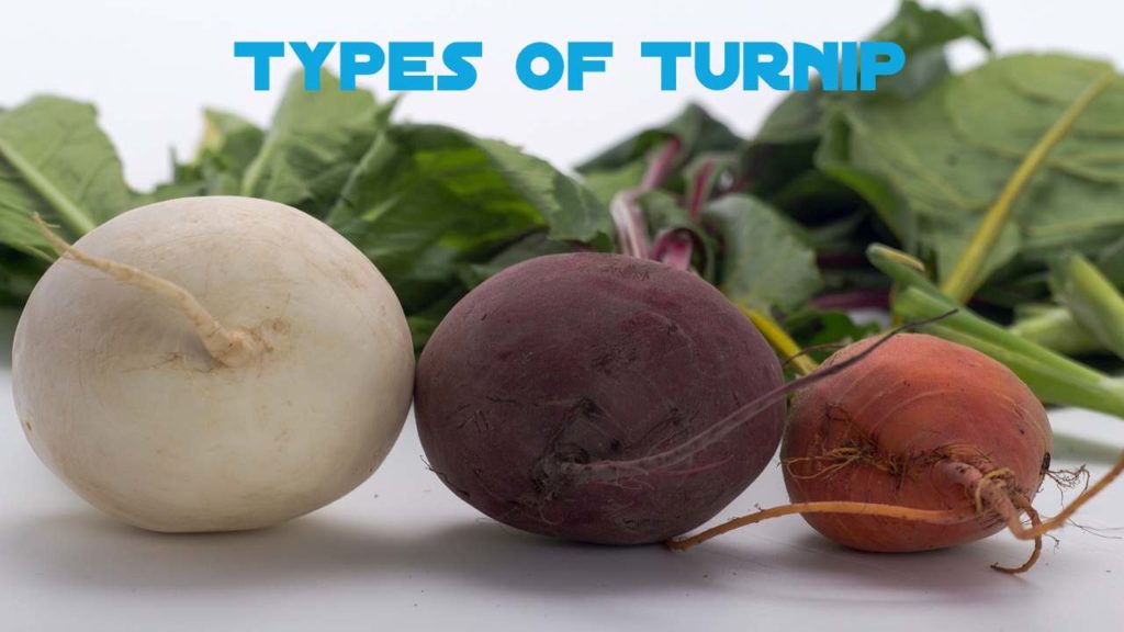 Types-of-Turnip-1024x576.jpg