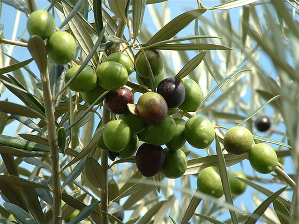 ľ Olea europaea L., ľϬ Oleaceae 02.png