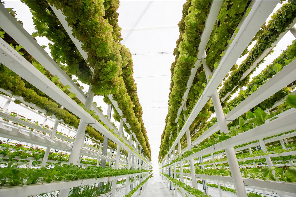 Hydroponic-Vertical-Farming.jpg