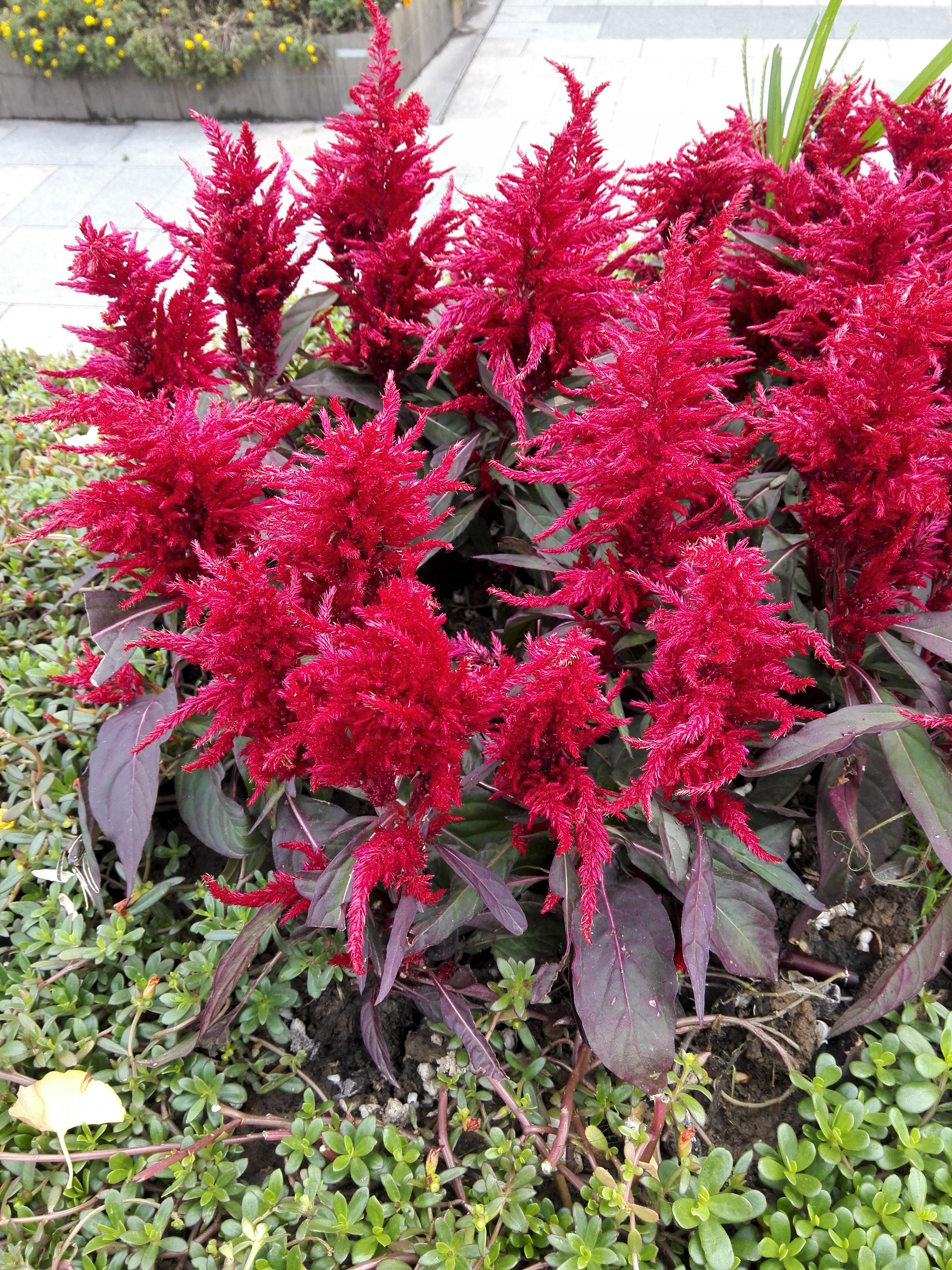 βڻCelosia argentea var. plumosa.jpg