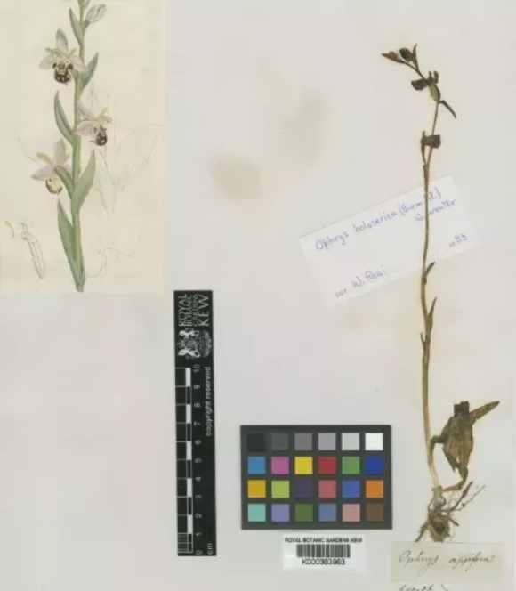 0 ͼ11  Ophrys apifera.png