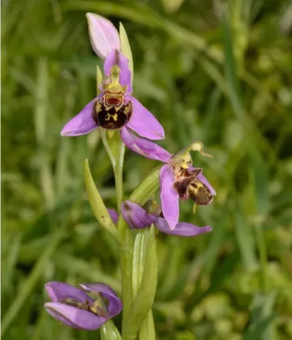 0ͼ12 Ophrys apifera.png