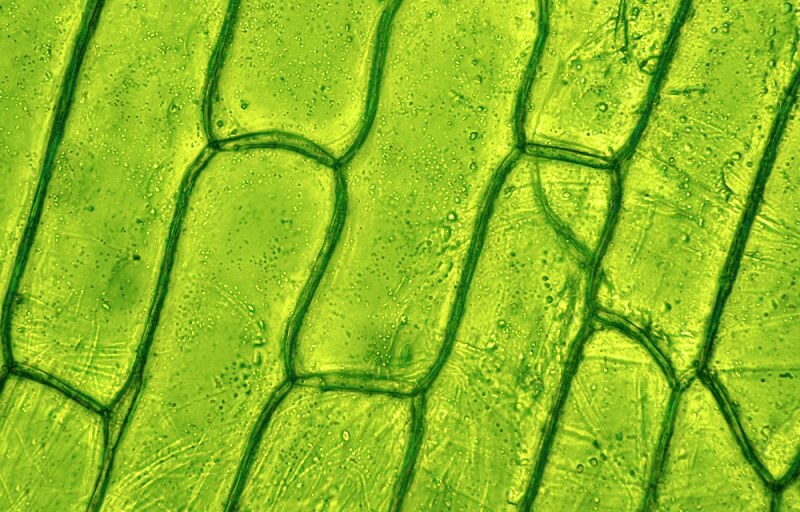 Plant-cells-for-thick-cell-walls.jpg