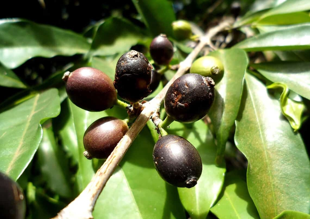 ͼ4 Ҷ Coffea Stenophylla.png