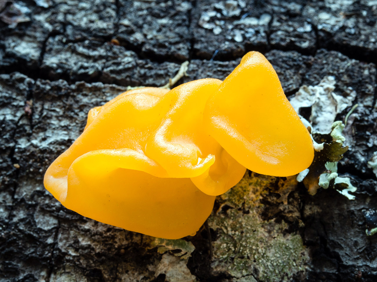 Tremella_aurantia_mgw-04.jpg