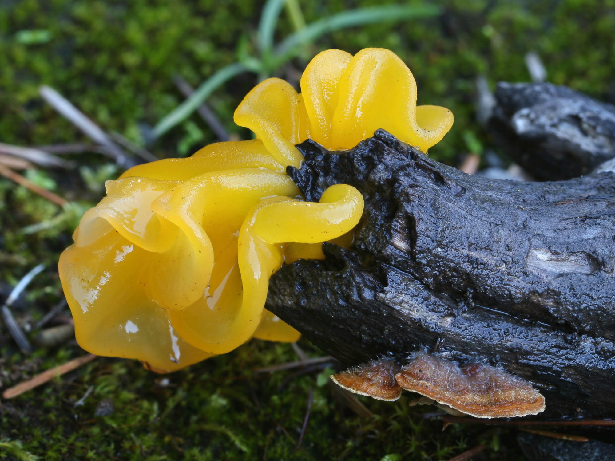 Tremella aurantia.jpg