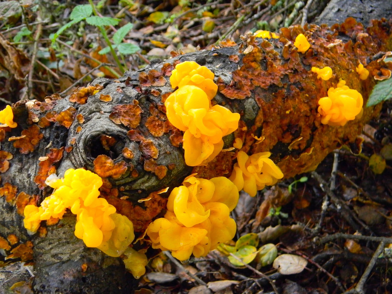 tremella-aurantia-5_.jpg