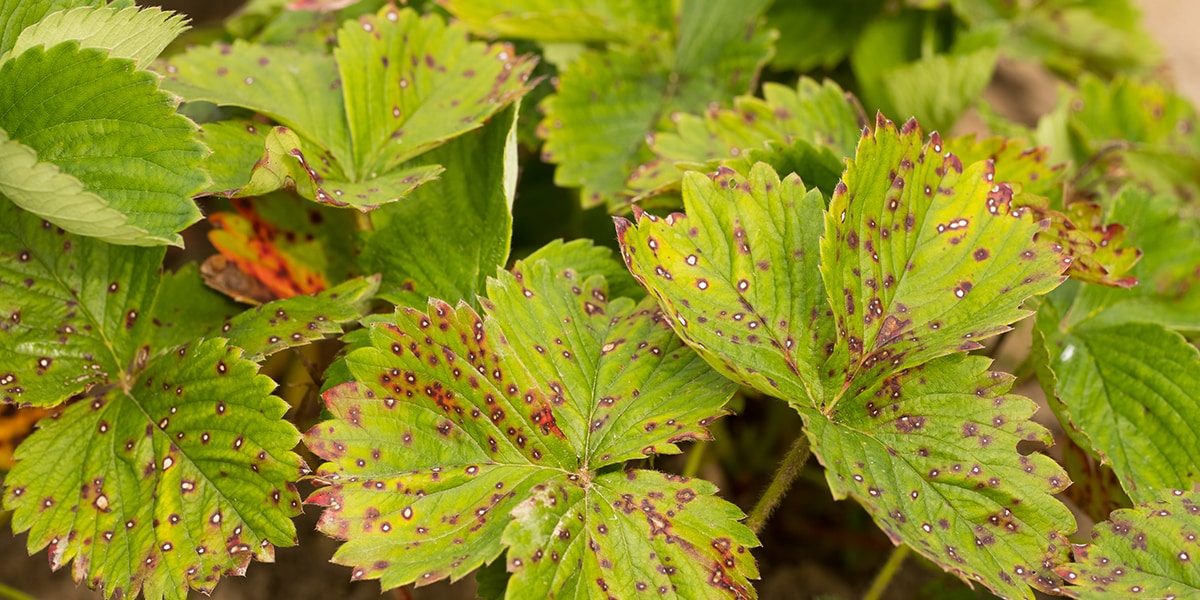 leafspot-plant-disease.jpg