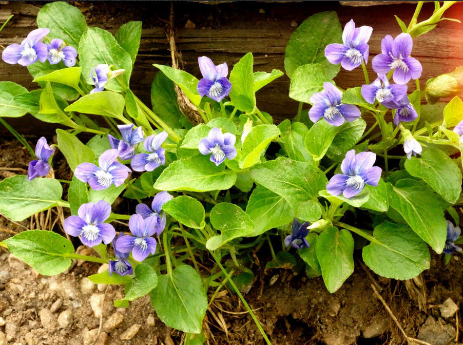 Violets-in-Wyoming.jpg