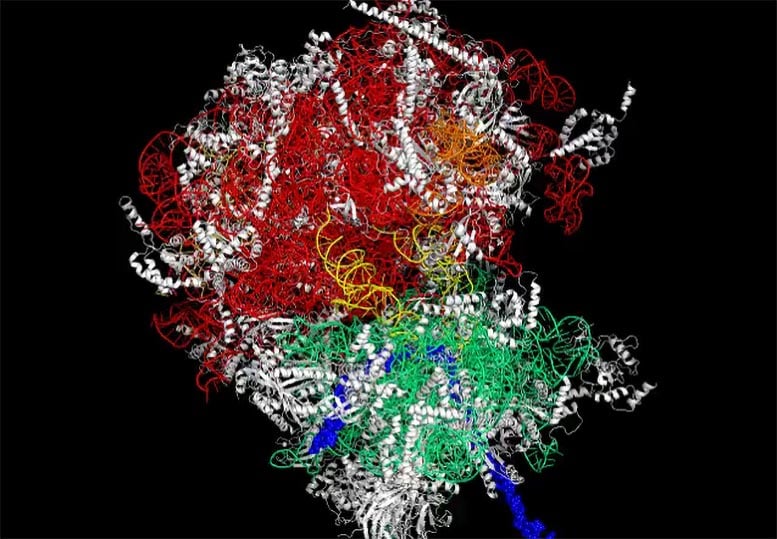 Ribosome-in-Different-Colors.jpg