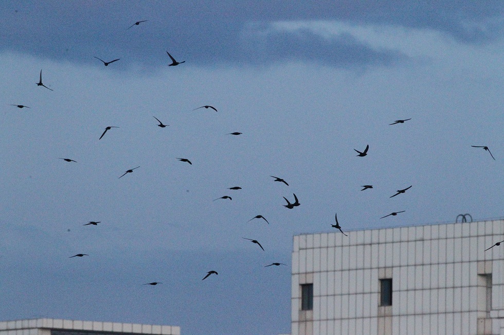 7 Ⱥ  Swifts in Urumqi_7103 by MaMing.jpg