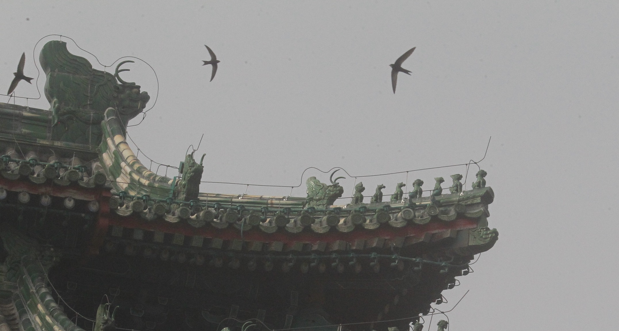 Swifts in Beijing by MaMing_5488a.jpg