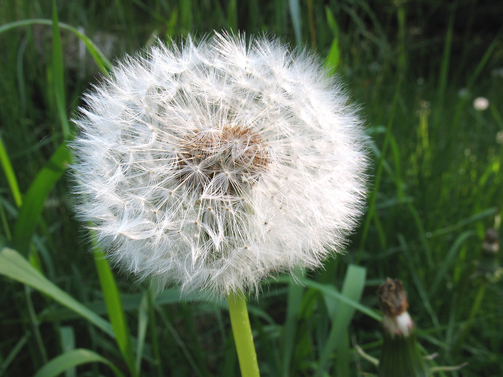 taraxacum-officinale-fr-mlovit.jpg