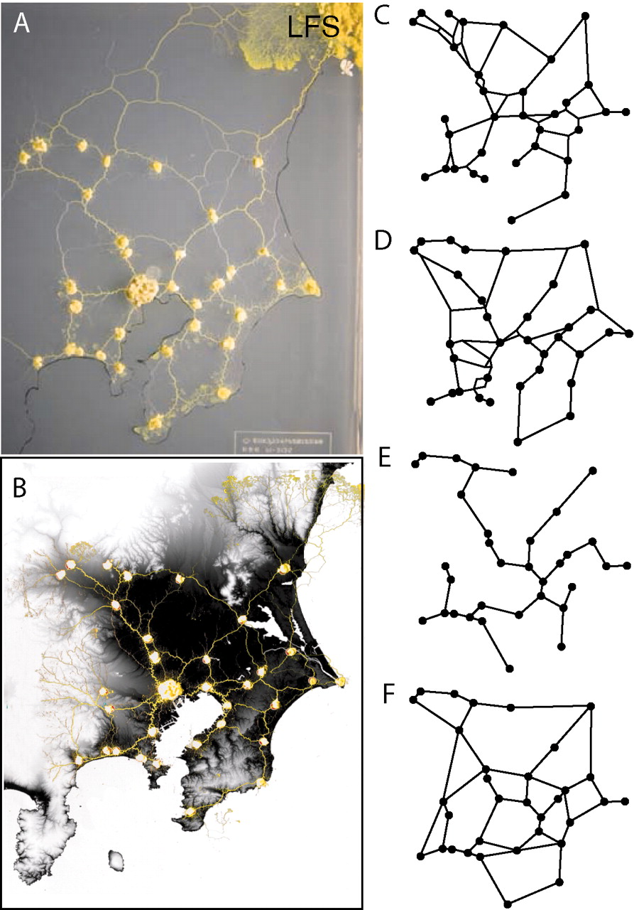 Fig. 2 Comparison of the Physarum networks with the Tokyo rail network 327_439_f2.jpeg