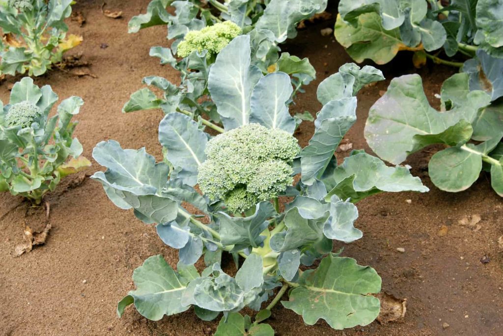 Brocolli-in-planting-bed-1024x683.jpg