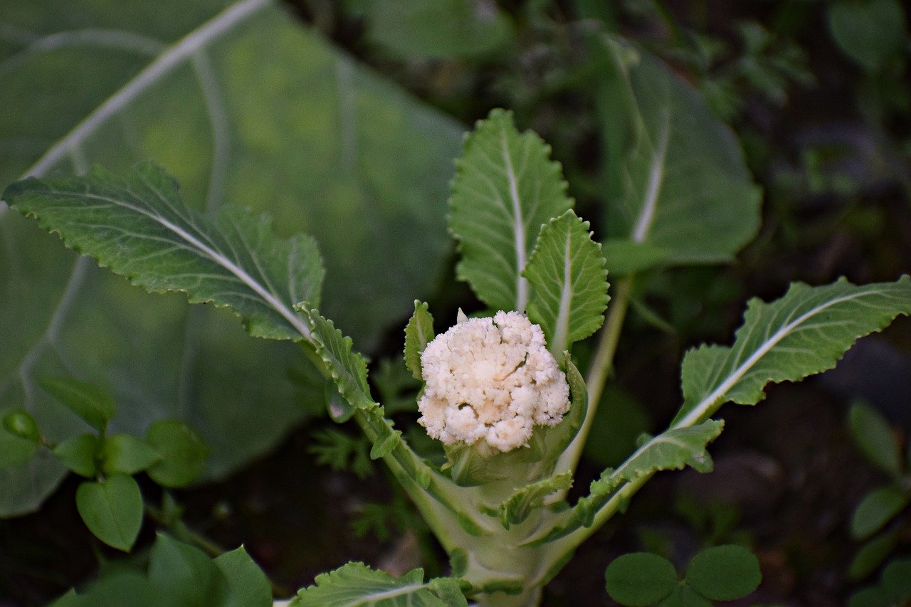 cauliflower-4762672_1280.jpg