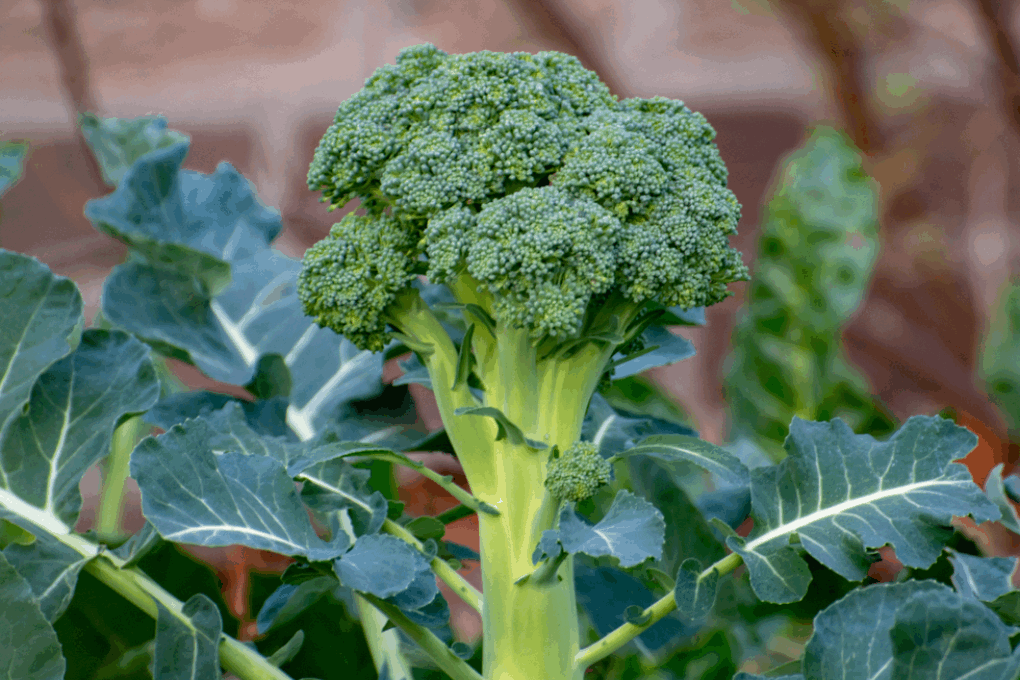 brocoli-4-1020x680_.gif