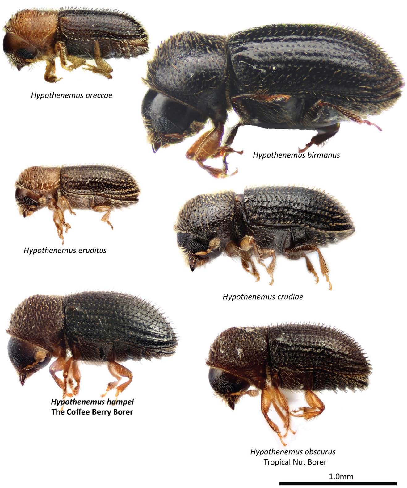 Identification of Coffee Berry Borer.jpg