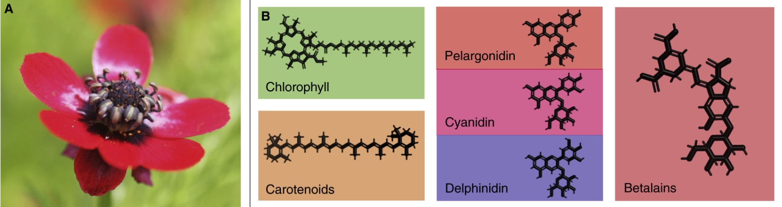 ͼ1 ɫ Properties of floral colouration.png