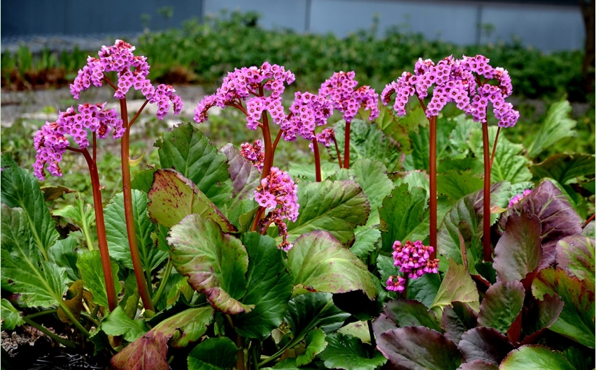 ͼ7 ܻϲҶҰײˣBergenia cordifolia.png