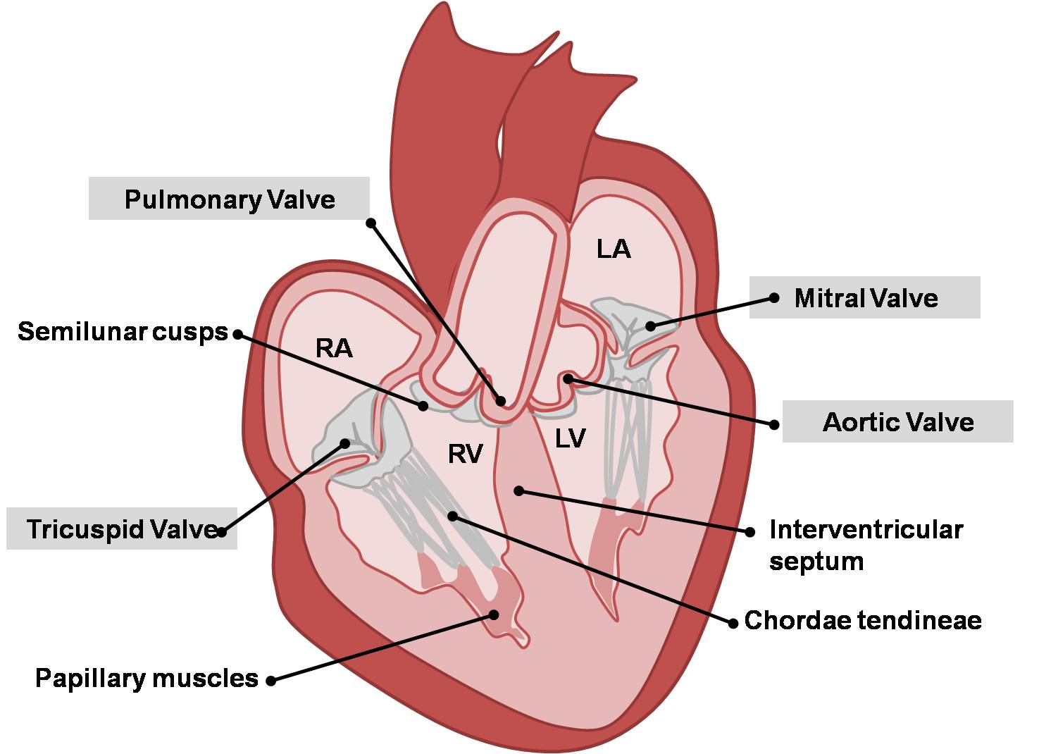 Adult_Heart_Valves.jpg