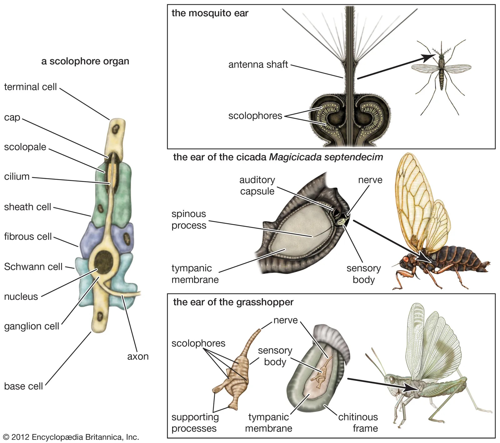 britannica mechanisms-insects-mosquito-ear-organ-Magicicada-septendecim.jpg