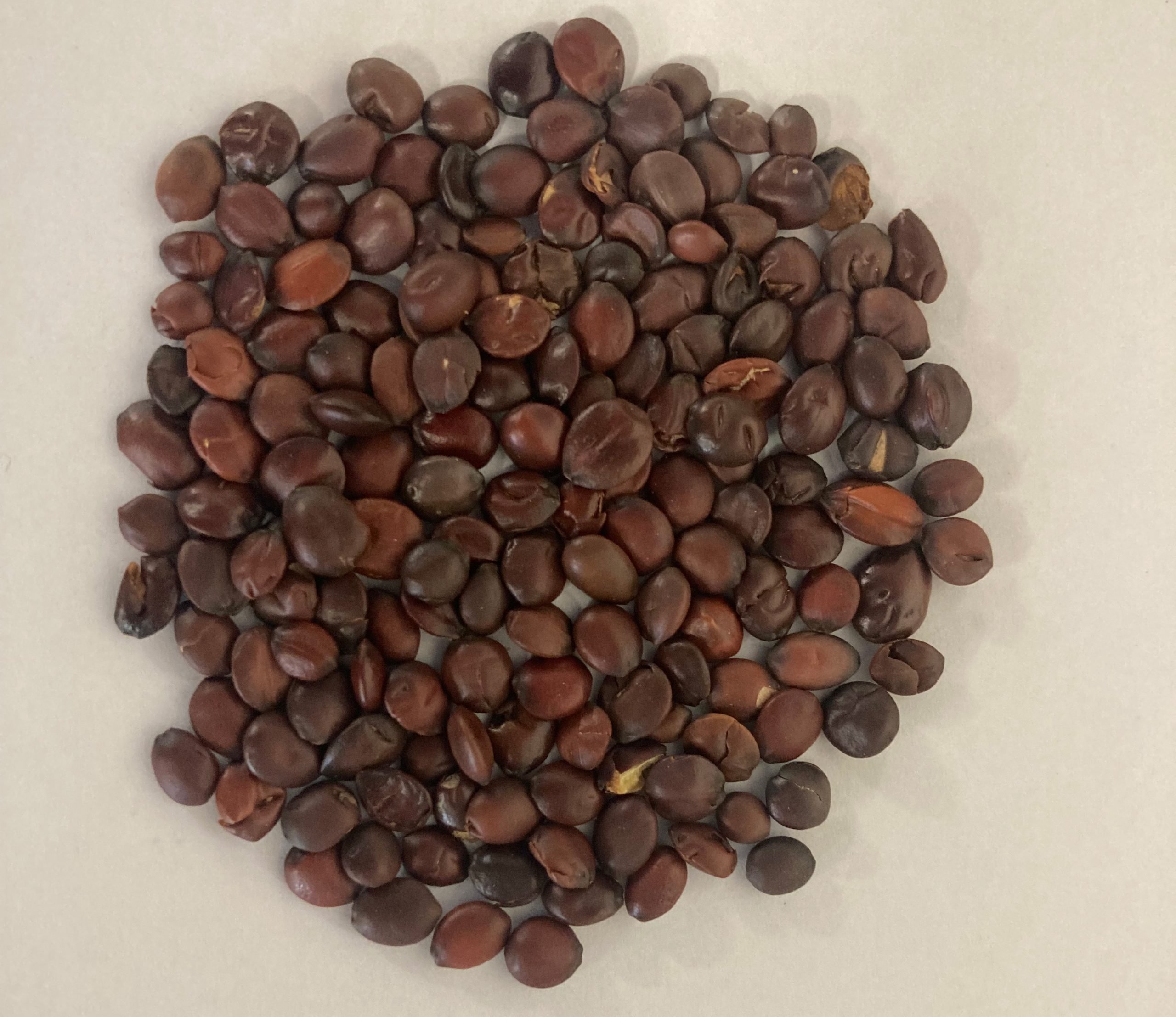 Jujube-Dried-Seeds-scaled.jpg